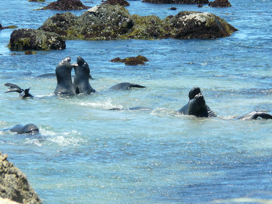 Kämpfende Seeelefanten