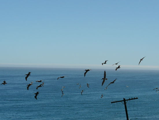 Der Mischmasch Schwarm