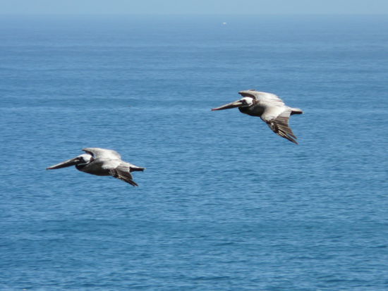 Es waren wirklich Pelikane