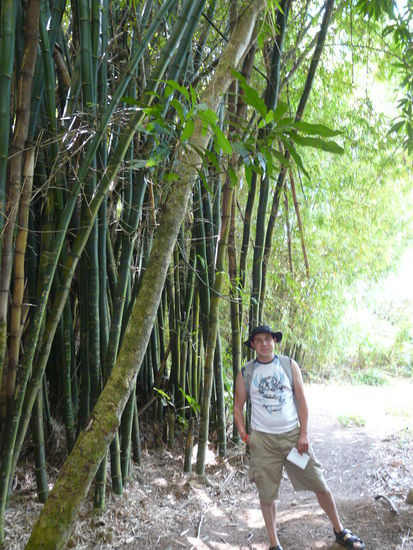 Bambuswald am Tempel
