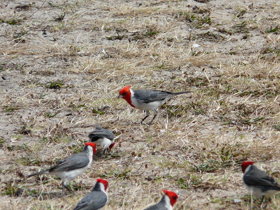 Graukardinäle waren hier in Schwärmen zu sehen