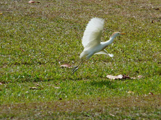 Auch die Reiher sind hier zahlreich vertreten