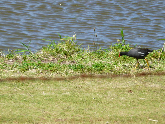 Hawaiianische Moorhens