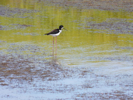 Schwarznacken-Stelzenläufer