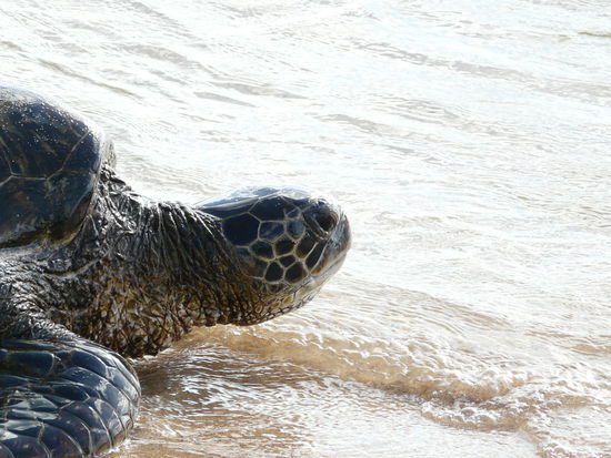 Wir wissen nicht wie sie heißt, aber wir haben sie Morla getauft.