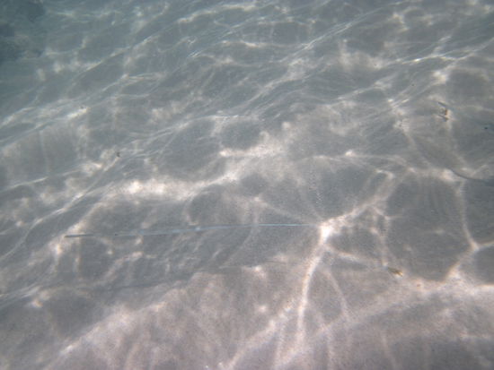 Ich hoffe, man kann es erkennen: eine Seenadel.