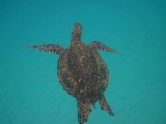 Hier hat sich auch schon die erste Schildkröte eingeschlichen
