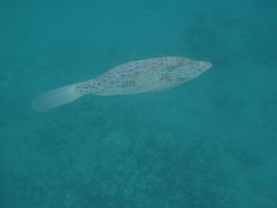 und natürlich sind auch wieder Fische da!