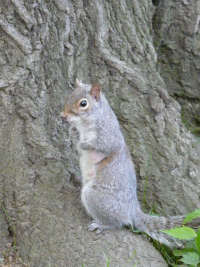 Auch hier gibts Squirrils und auch wenn sie nicht ganz so zahm sind kommen sie sich Erdnüsse aus der Hand holen!