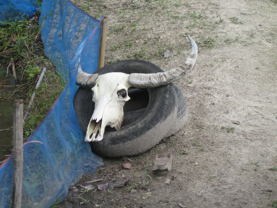 Ob die Kuh wohl ueberfahren wurde?