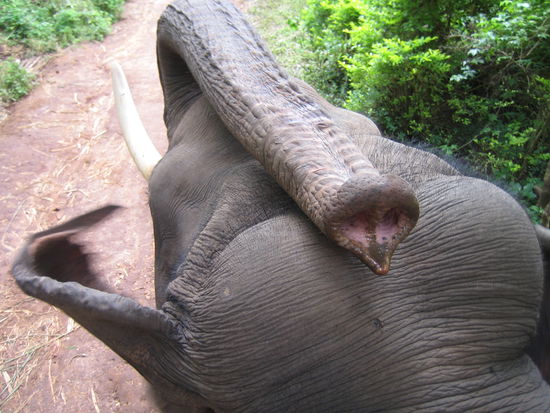 Dejo unser Elefant!! Ist der nicht niedlich! Dachten wir bevor er uns mit dem Ding angeatmet hat!!!!!