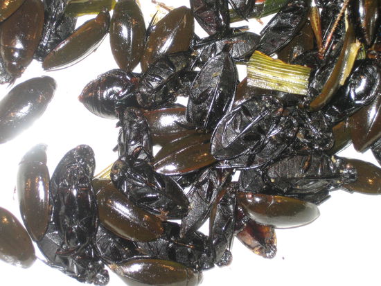 ... und wer dann noch nicht genug hatte.. darfs noch ne Kakalake sein?