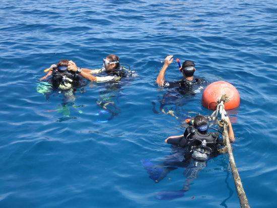 Buoy Line-daran haben wir beim ersten Tauchgang abgeseilt.