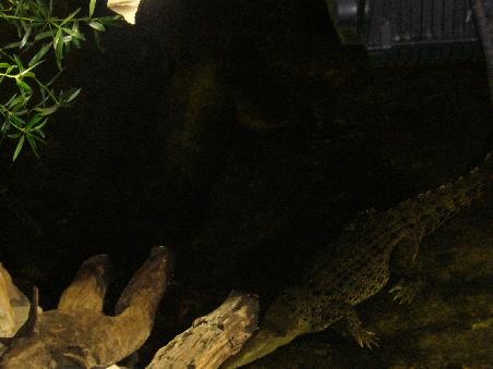 ... allerdings ohne Crocodile Hunter