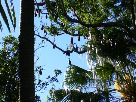 Fledermaeuse im Royal Botanic Garden