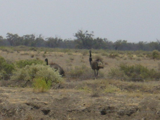 Strausse im Outback waehrend unserer 4-Tagesfahrt nach Cairns