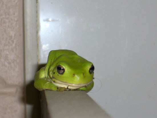 Heimlicher Badbewohner auf dem Campingplatz