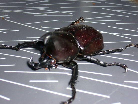 Die gibt es en masse und Michel ist von jedem begeistert