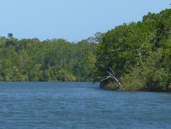 und hier verstecken sich die Krokodile (Daintree River)