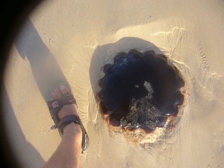 Quallen am Strand