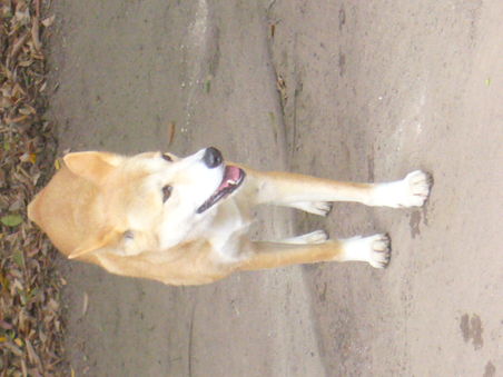 Dingo, den ich ja auf Fraser island nicht gesehen