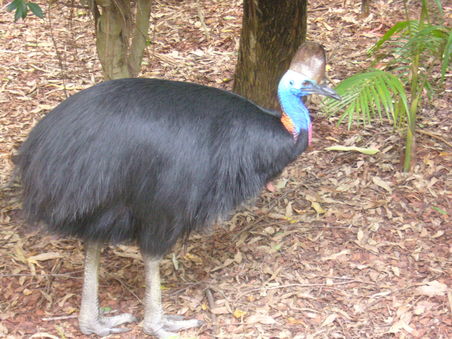 Ein Cassowary, Indiz fuer einen ehemals zusammenhaengenden Kontinent
