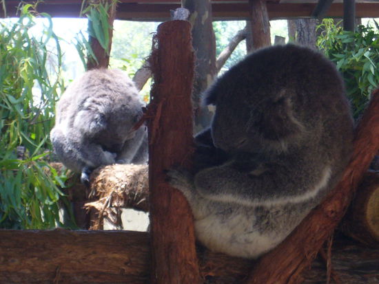 Im Koala Hospital in Port Macquaire