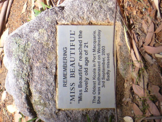 Erinnerung an einen verstorbenen Koala