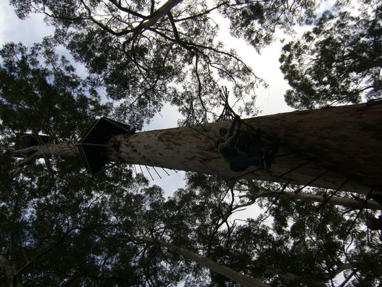 Diesen Baum habe ich beklettert