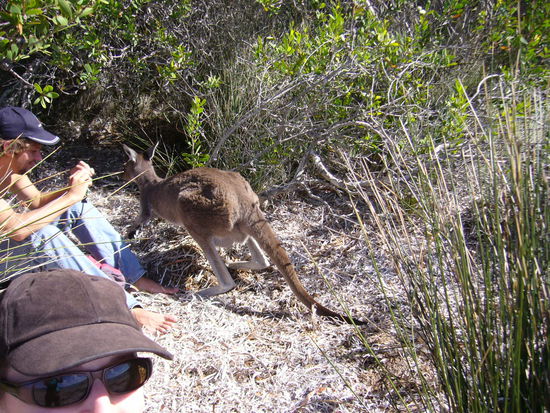Roos am Strand von Lucky Bay