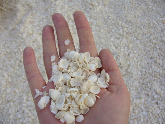Shell Beach