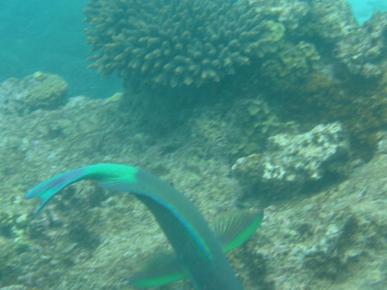 Diesen Regenbogenfisch habe ich die ganze Zeit gejagt und dieses Foto ist so ziemlich das Einzige, wo er mir nicht entwischt ist