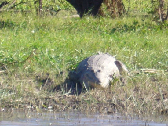 Salties im Mary River