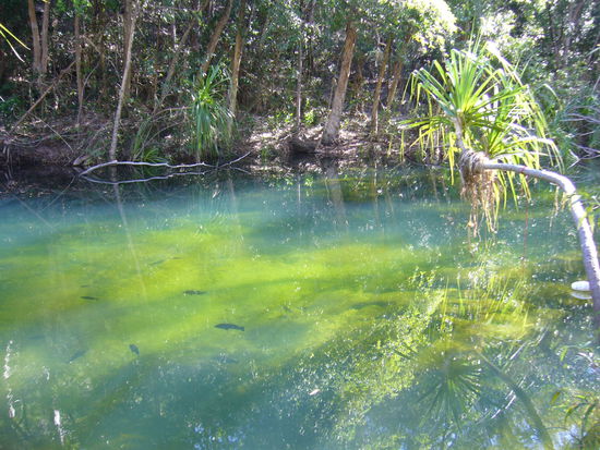 Walk zum Barramundi-Gorge