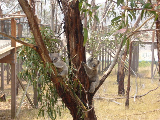 Den ganzen Tag nur essen und schlafen