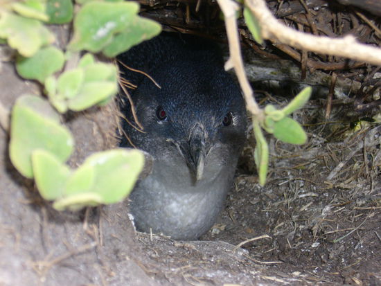 Einer der kleinsten Pinguine