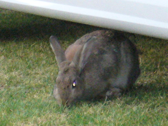 oder ist doch schon Ostern?