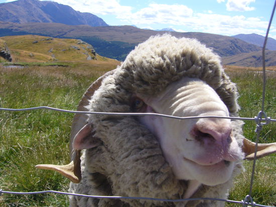 Deer Park Heights (bei Queenstown), wo wir auf Spuren des Herr der Ringe gehen wollten und nur bloekende Schafe gefunden haben
