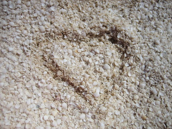 einfach unglaublich: Shell Beach
(Ein Strand der nur aus Muscheln besteht)