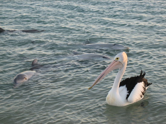 Monkey Mia morgens halb 8