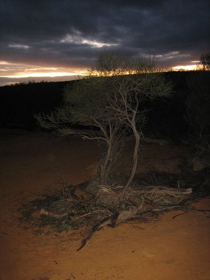 kurz vorm Sonnenaufgang im NP Kalbarri