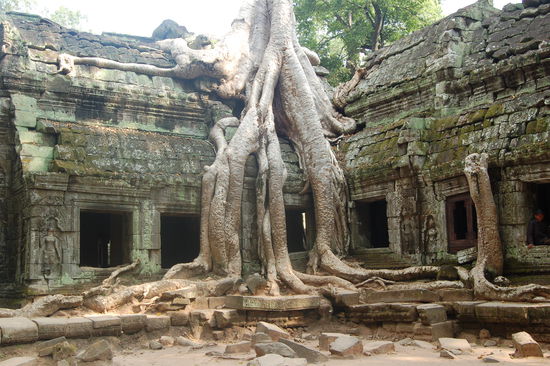 Ta Phrom. mother nature strikes back
