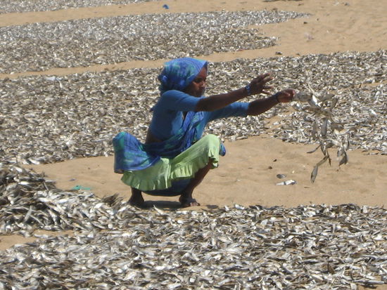 eine stinkende Angelegenheit (in bergen von Trockenfisch)
