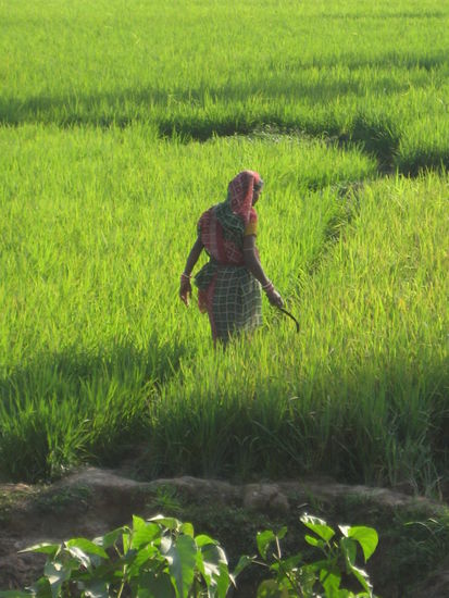 die atemberaubende Landschaft um Konarak