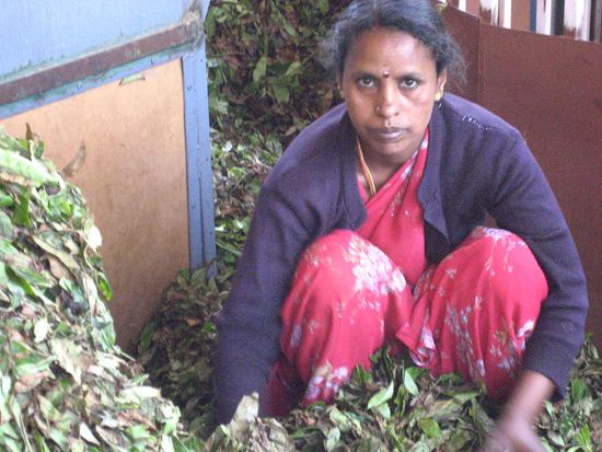 Teeblaetter sortieren, kein Zuckerschlecken