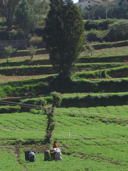Reisterrassen von Ooty