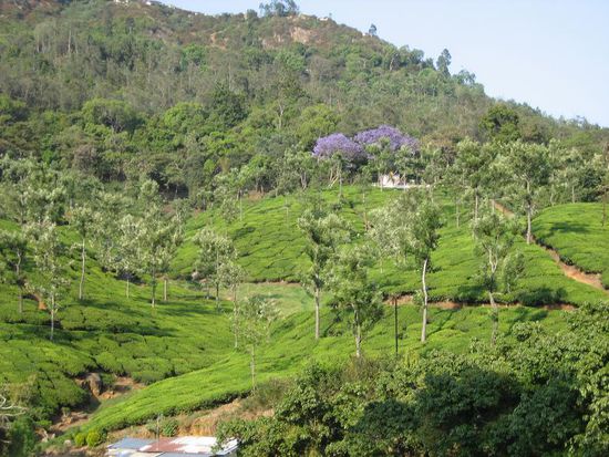 ein Traum in Gruen und lila