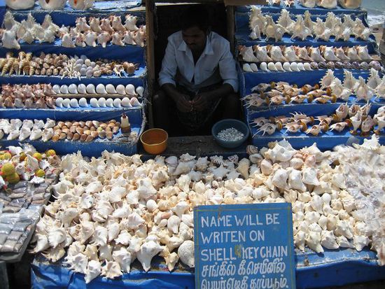 Muscheln, Muscheln, Muscheln