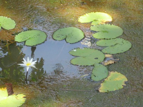Die Wasserbecken quer durch das Resort waren ein Fuellhorn an amphiebischem Leben