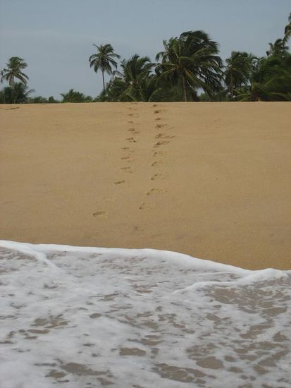 Wasser, Sand und Palmen